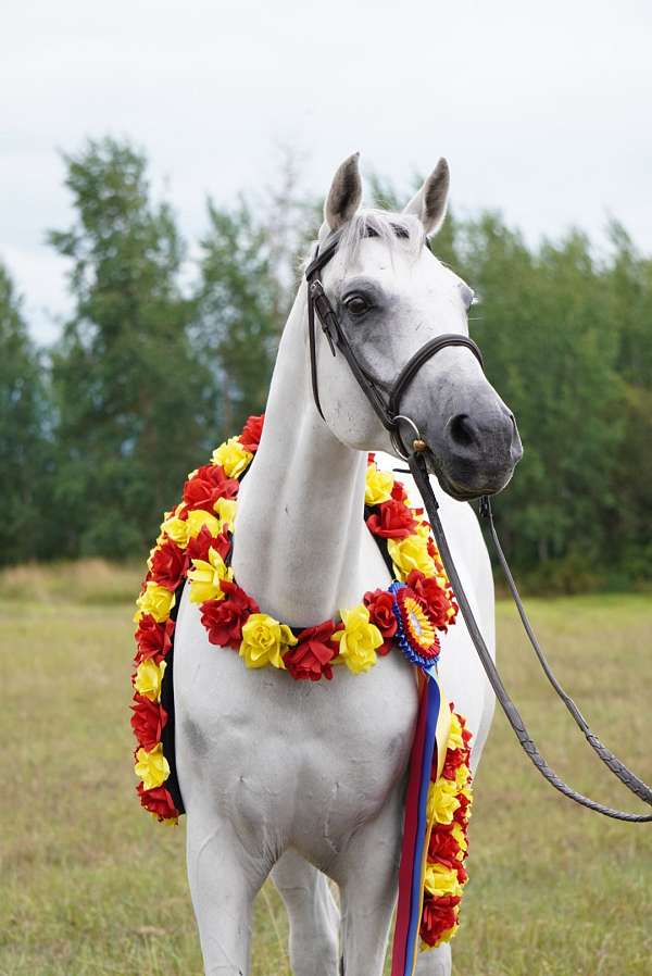 champion-arabian-horse