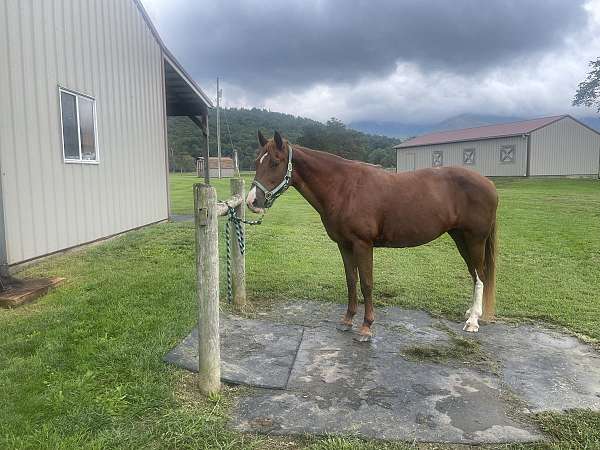 kentucky-mountain-mare