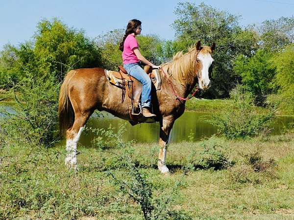 rodeo-picku-draft-horse