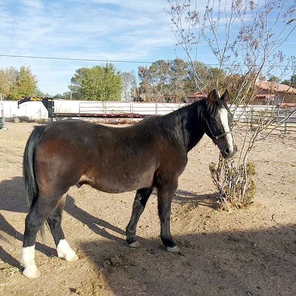 chocolate-2-white-socks-pony