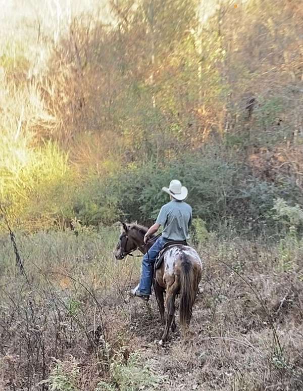 chestnut-appaloosa-with-white-blanket-spots-horse