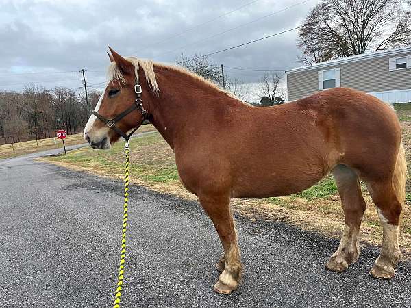 chestnut-appaloosa-with-white-blanket-spots-horse