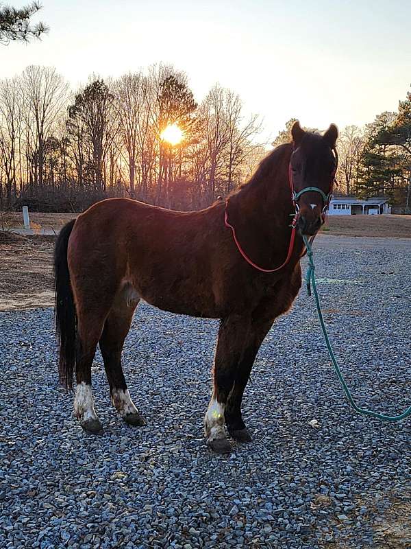 chestnut-appaloosa-with-white-blanket-spots-horse