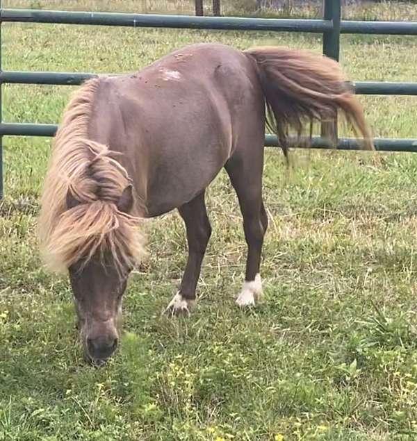 light-sorrel-with-a-flaxen-mane-tail-4-white-socks-horse