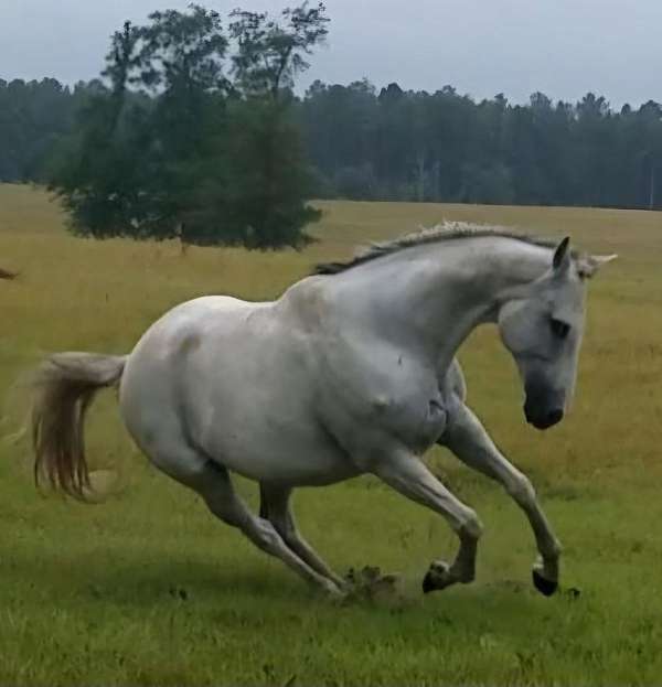 cross-rescue-arabian-horse