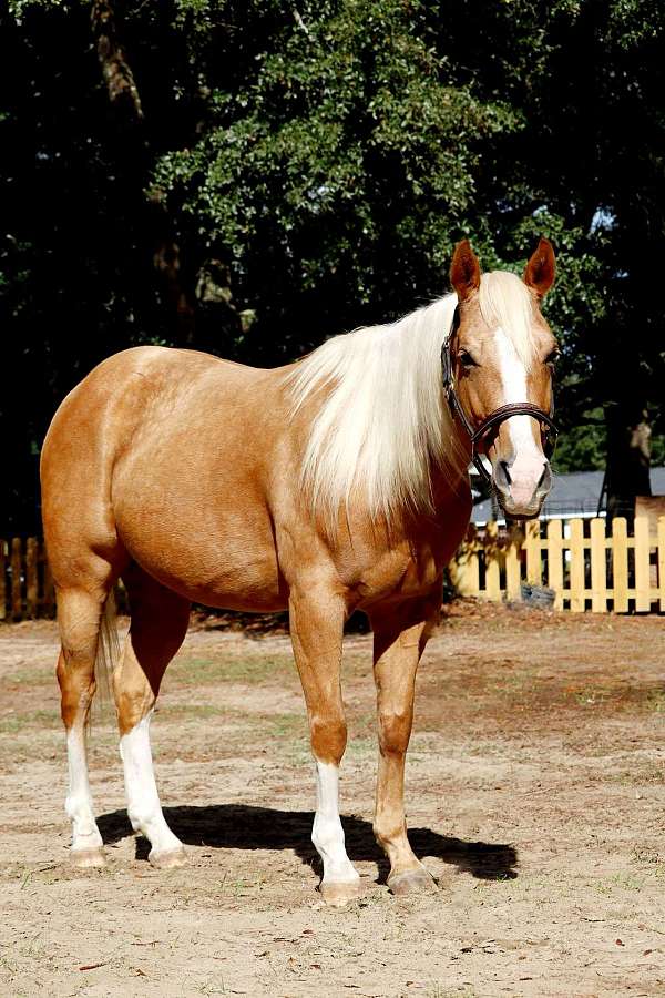 quarter-horse-gelding