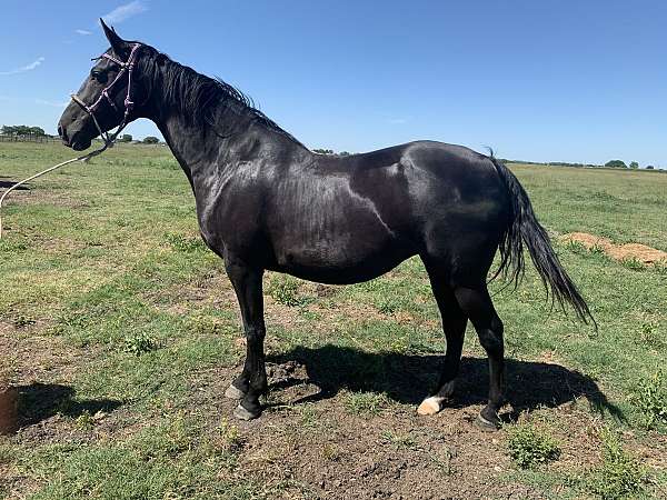 breeding-saddlebred-horse