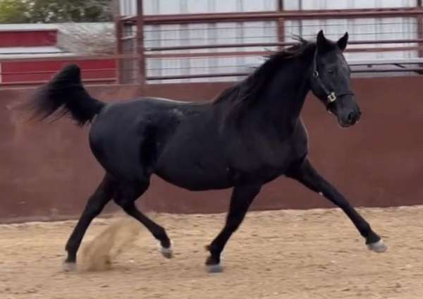 breeding-saddlebred-horse