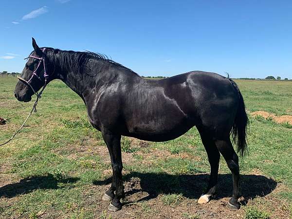 andalusians-saddlebred-horse