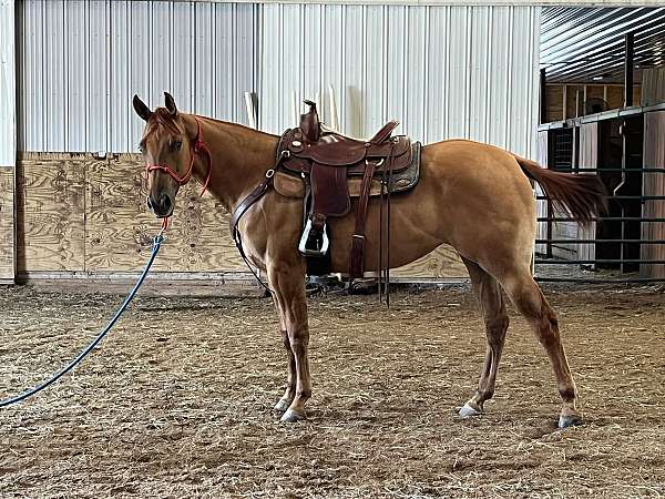 quarter-horse-for-sale