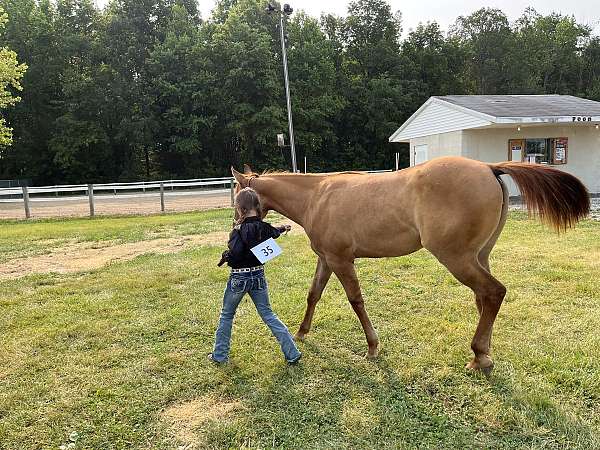 dun-red-dun-barrel-racing-horse