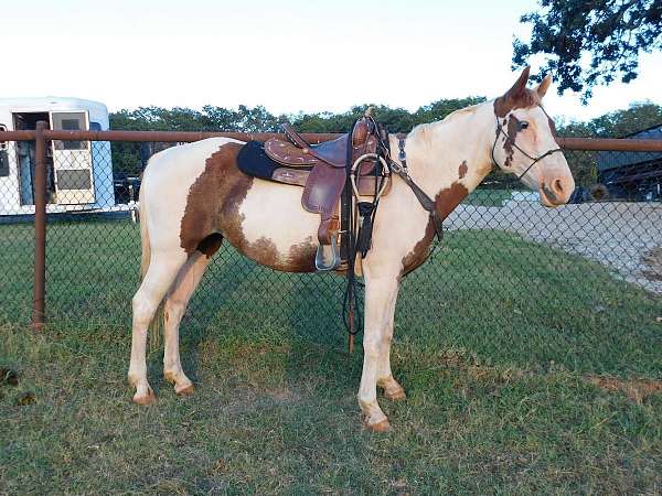 all-around-paint-horse