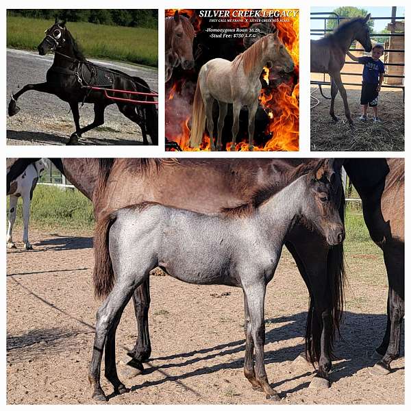 black-racking-filly-mare