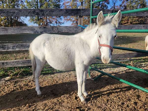 mule-gelding