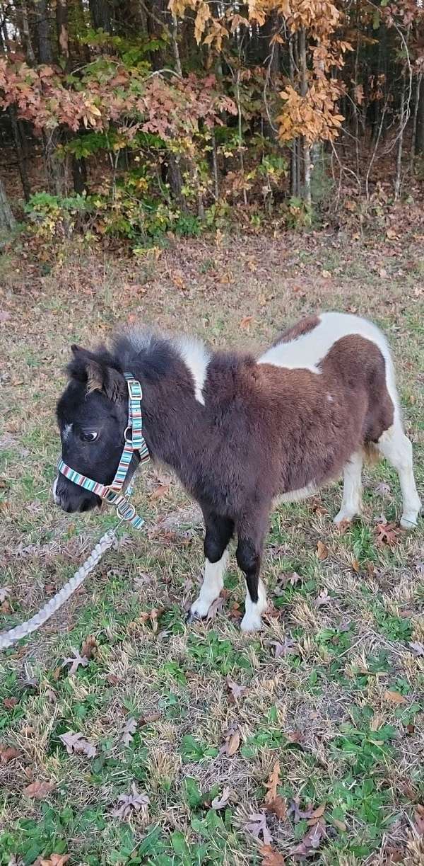 standing-miniature-horse