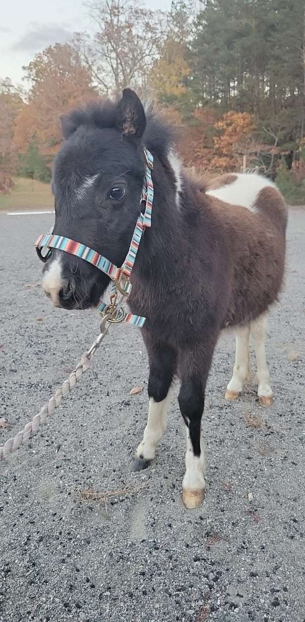 mini-colt-horse