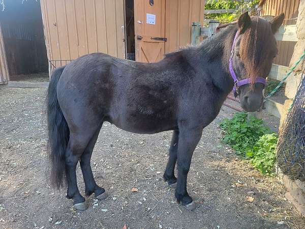 bareback-shetland-pony