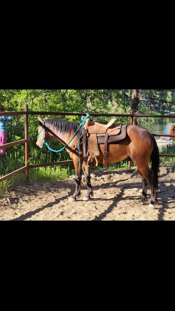 natural-horsemanship-training-mustang-horse