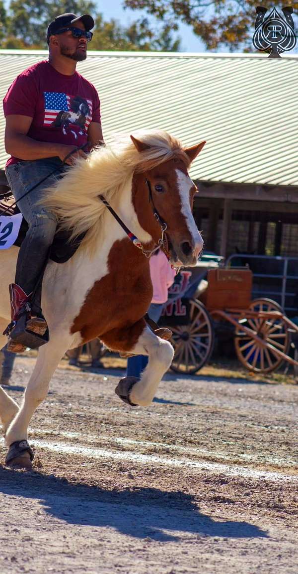 icelandic-mare-foal