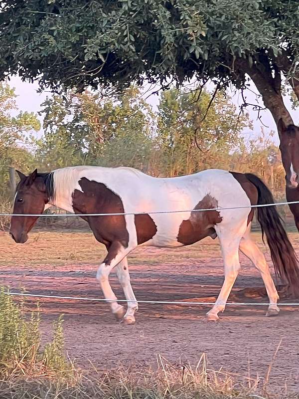 trail-riding-paint-pony