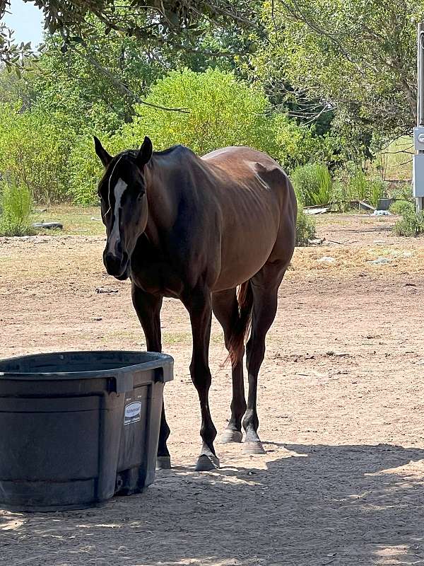 athletic-thoroughbred-horse