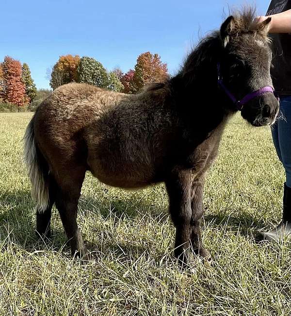 eager-to-please-miniature-horse