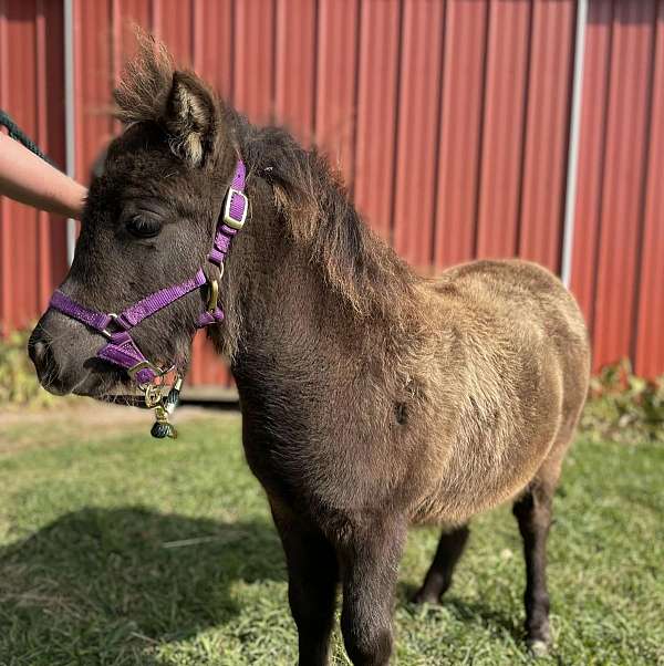 eager-to-please-miniature-horse