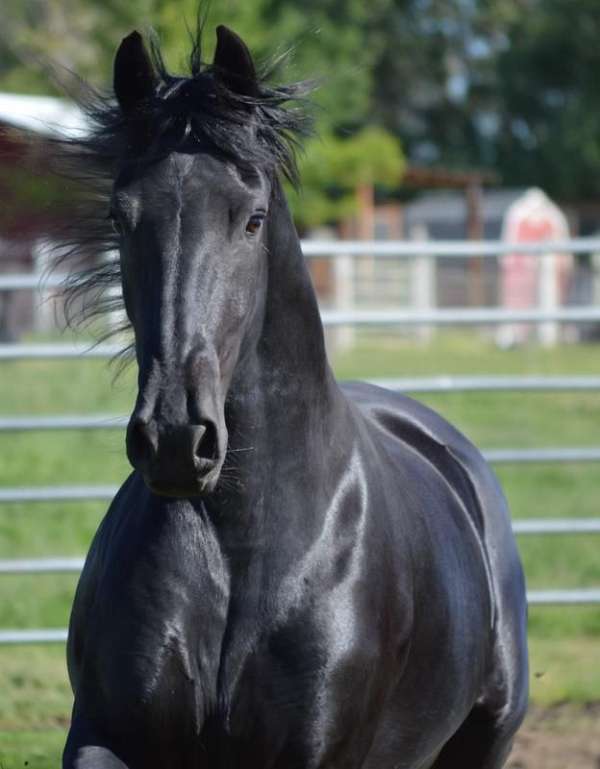 friesian-in-washington-state-horse