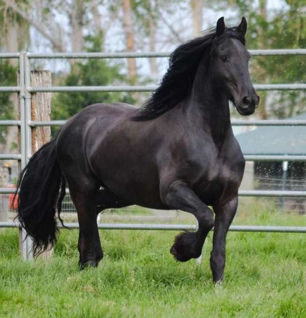 vets-friesian-horse