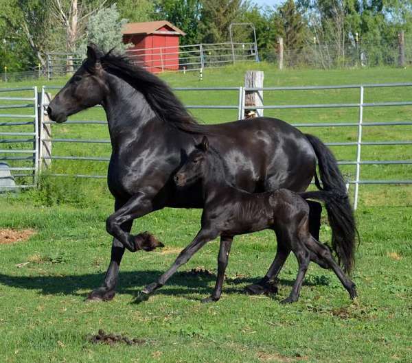 washington-state-friesian-horse