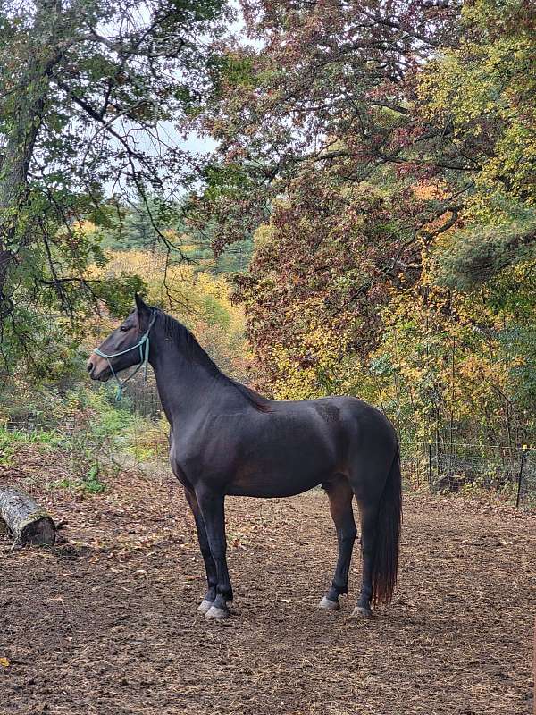 all-around-oldenburg-horse