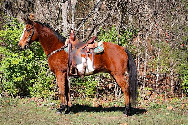 bay-overo-kentucky-mountain-gelding