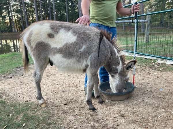 miniature-weanling