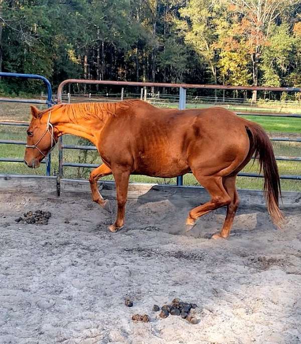 all-rounder-quarter-horse