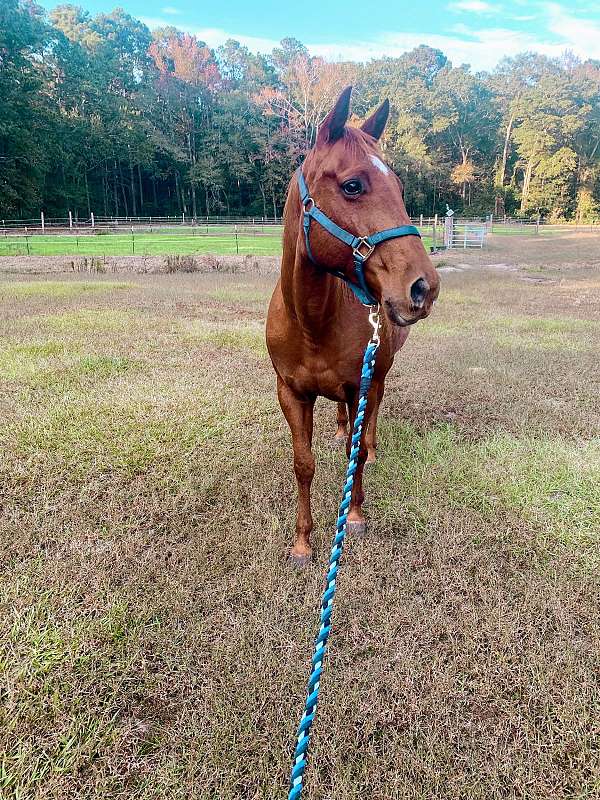 red-mare-quarter-horse