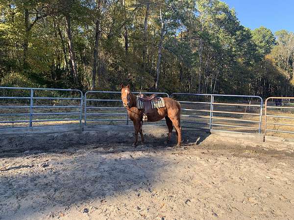 red-mare-quarter-horse