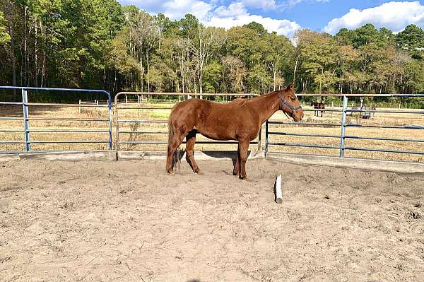 thick-build-quarter-horse