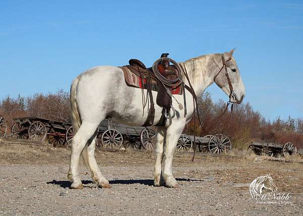 all-around-draft-horse