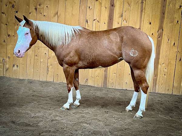 all-around-quarter-horse