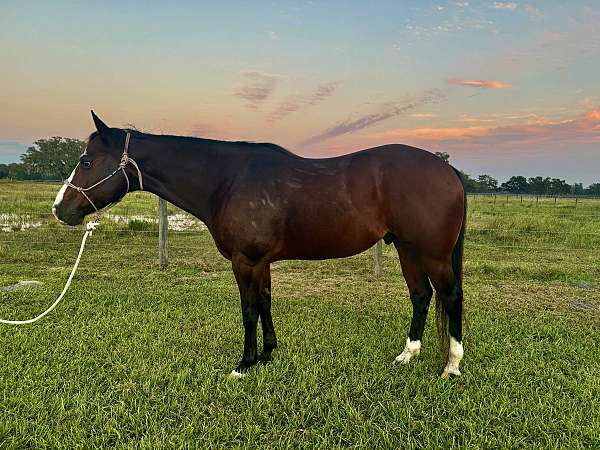 bay-white-face-socks-horse