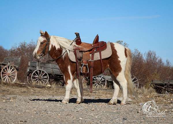 all-around-pony