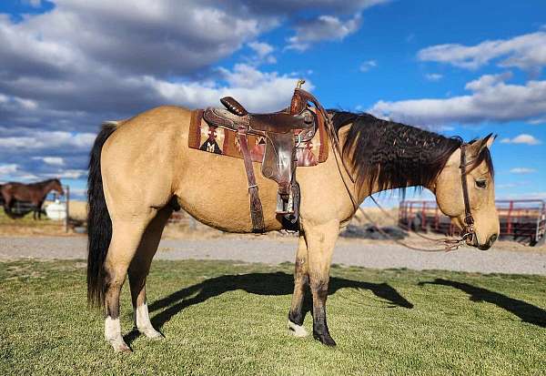 all-around-quarter-horse