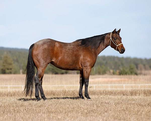 all-around-quarter-horse