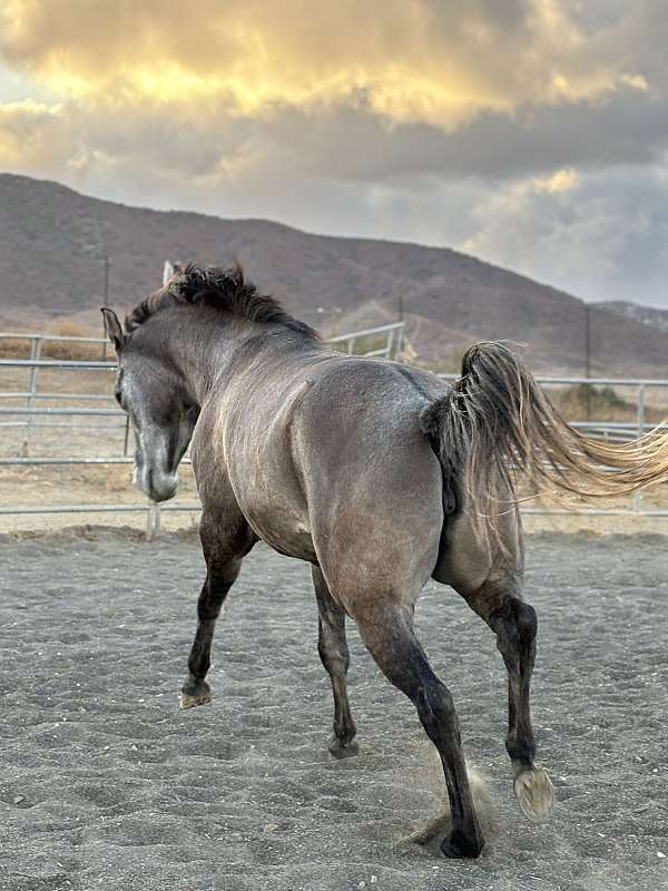 grey-grulla-barrel-horse