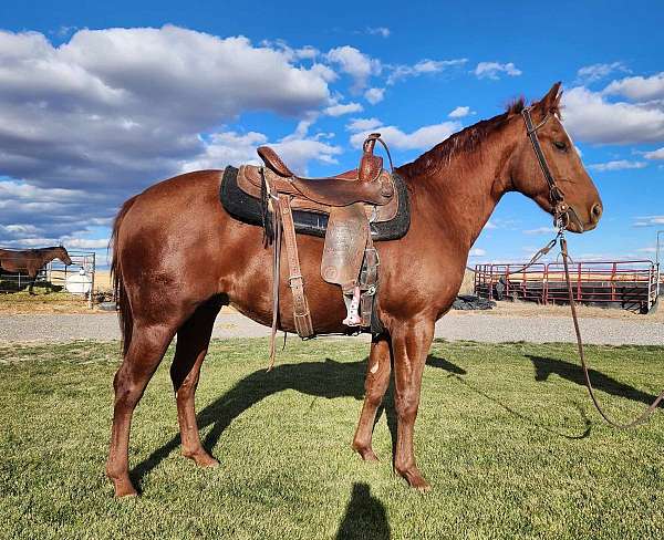 all-around-quarter-horse