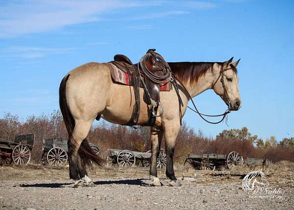 all-around-quarter-horse