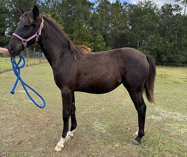 chrome-rocky-mountain-horse