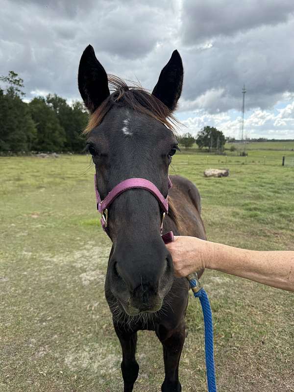 ring-rocky-mountain-horse