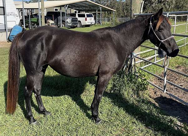 amazing-rocky-mountain-horse