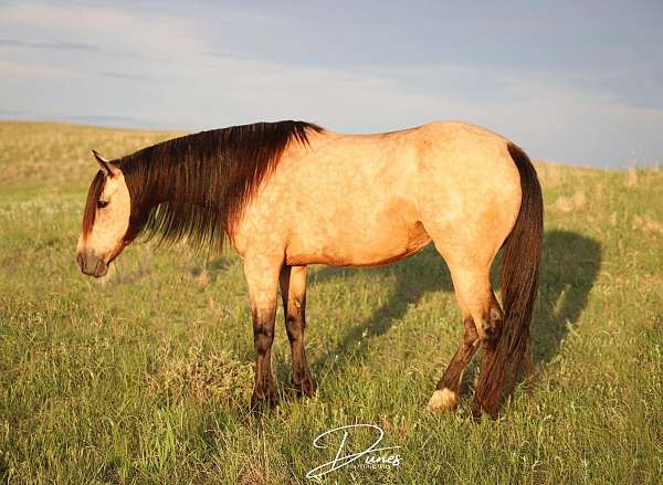 all-around-quarter-horse